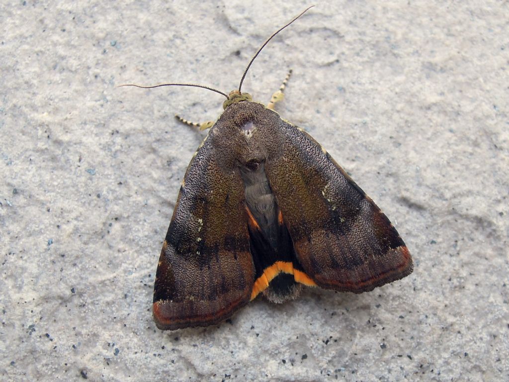 Noctua cfr. janthina